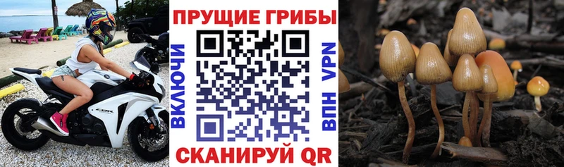 где купить наркоту  Северо-Курильск  Галлюциногенные грибы Magic Shrooms 